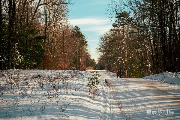 一条两侧种有树木的雪路