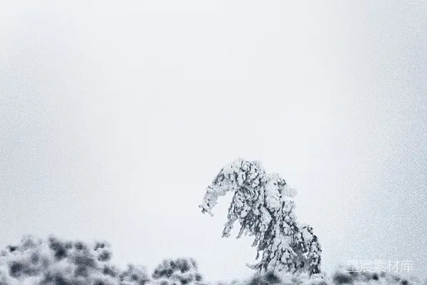 高清摄影 白天覆盖着白雪的树