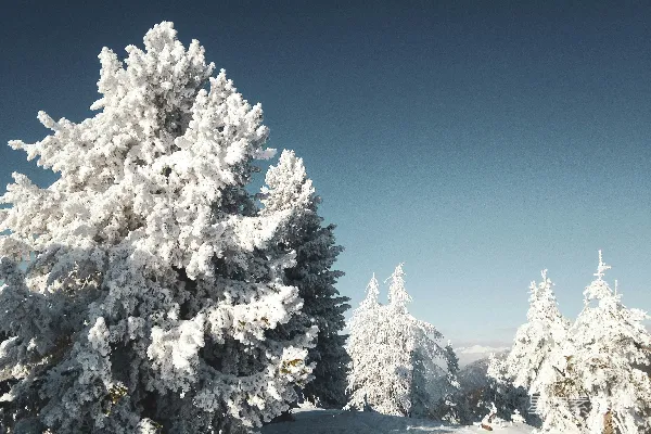 高清摄影 被雪覆盖的树木