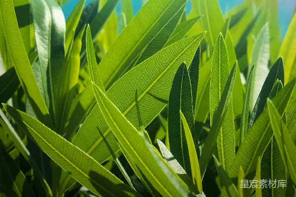 白天绿剑叶
