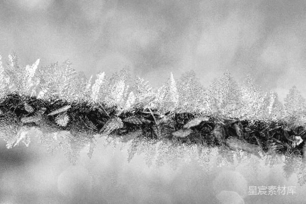 高清摄影 树枝上的霜花特写