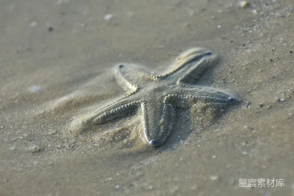 海边沙滩上的一只海星