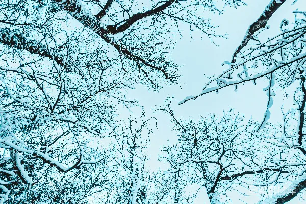 高清摄影 白雪覆盖的树木映衬着淡色的天空