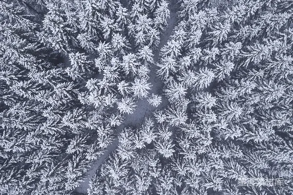高清摄影 被雪覆盖的树的俯视图