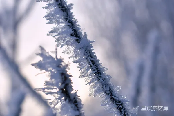 高清摄影 树枝上覆盖着雪