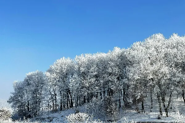 高清摄影 白天蓝天下的积雪覆盖的树木
