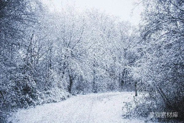 高清摄影 被雪覆盖的林间小路