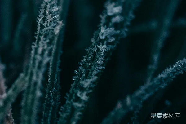 高清摄影 绿色和白色植物的特写摄影