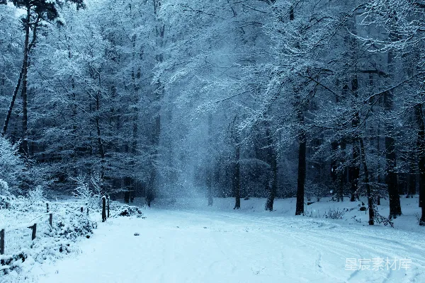 高清摄影 被雪覆盖的树