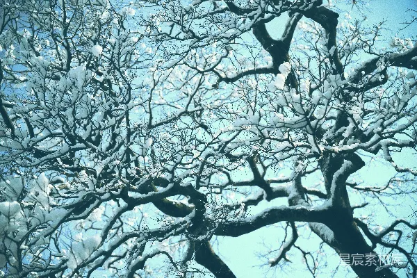 高清摄影 一棵树被雪覆盖着，背景是蓝天。