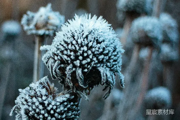 高清摄影 一簇被雪覆盖的花的特写