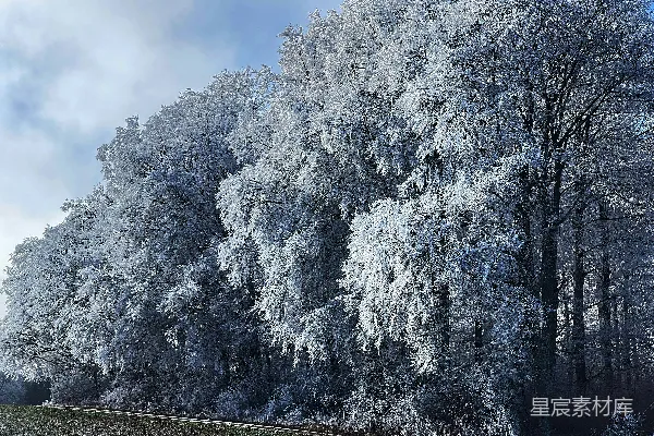 高清摄影 一棵被雪覆盖的大树，旁边是一片水域。