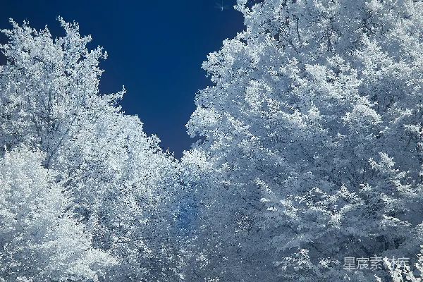 高清摄影 白天蓝天下的雪覆盖的树木