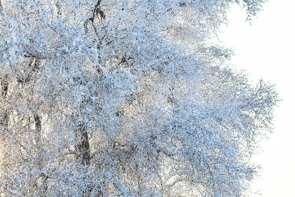 高清摄影 一棵被雪覆盖的树矗立在雪地中央。