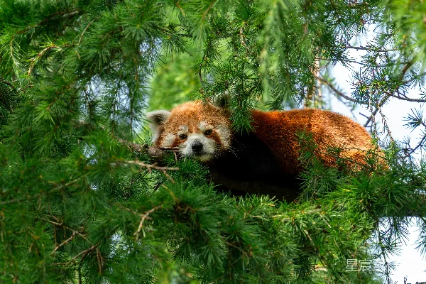一只红熊猫坐在树上