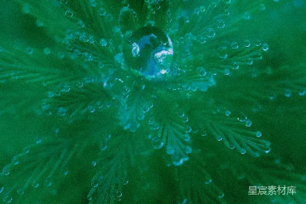 绿叶上水滴的特写镜头