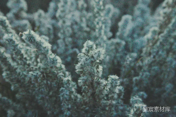 高清摄影 被雪覆盖的青松树