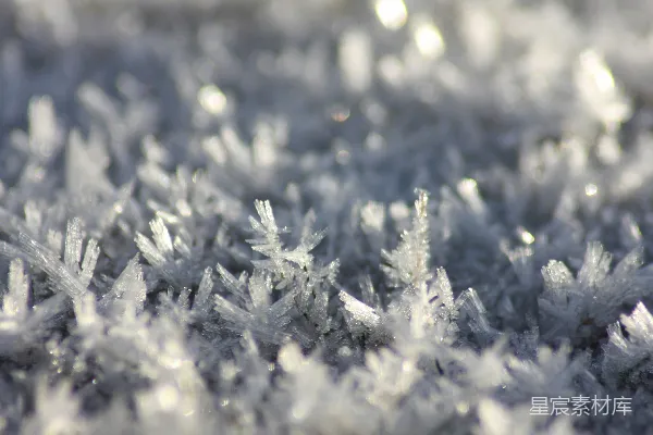 高清摄影 白雪覆盖在绿松树上