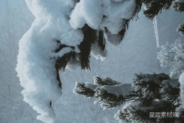高清摄影 被雪覆盖的松树在森林中