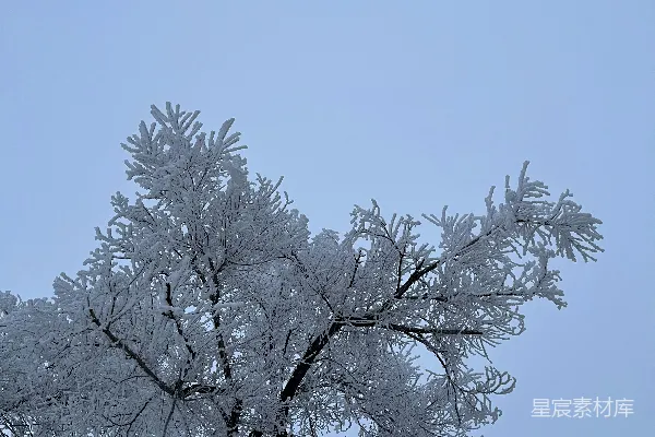 高清摄影 一棵很高的树，上面覆盖着许多积雪。