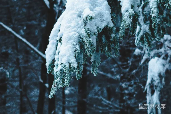 高清摄影 被雪覆盖的树