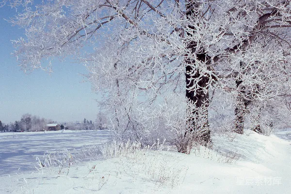 高清摄影 一片覆盖着雪的地，前景中有一棵树。