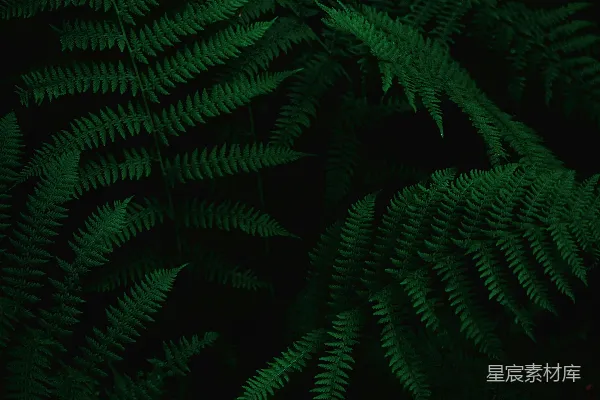 绿 fern 的特写照片