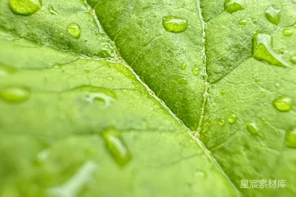 一片绿叶上有水滴