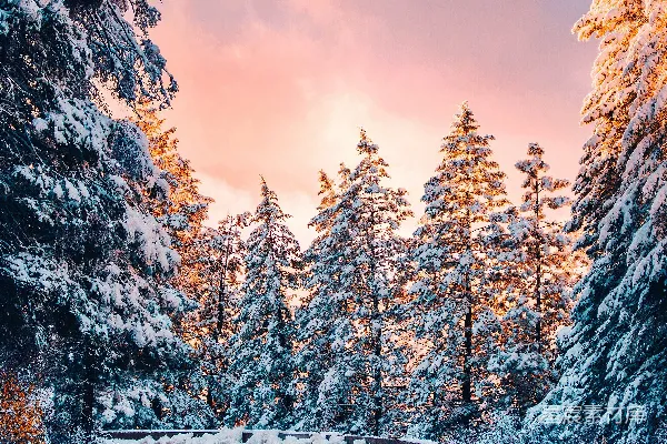 高清摄影 白天，被积雪覆盖的松树林围绕着一条蜿蜒的空旷公路的照片