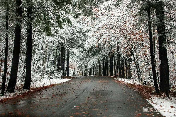高清摄影 树木覆盖着积雪的灰色道路
