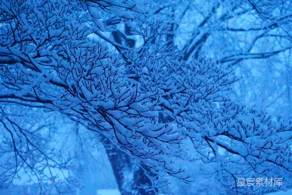 高清摄影 被雪覆盖的树枝在蓝光下显得格外美丽。