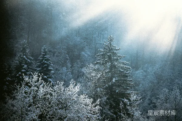 高清摄影 阳光透过覆盖着积雪和霜冻的森林照射进来。