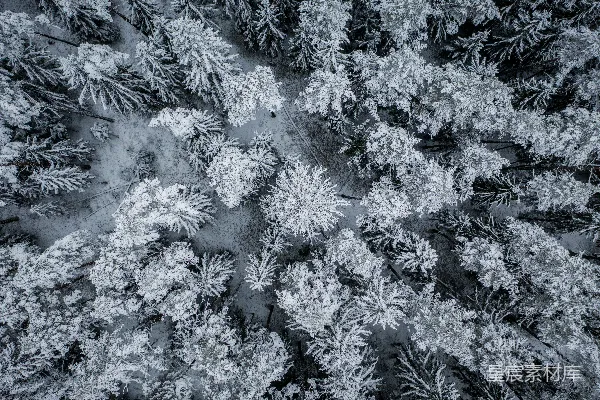 高清摄影 白绿松树