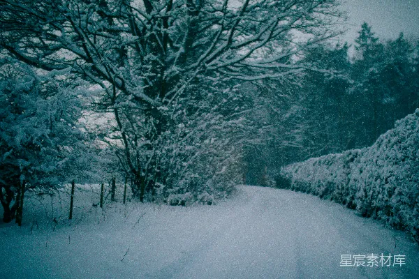 高清摄影 一条被树木和灌木丛包围的雪路