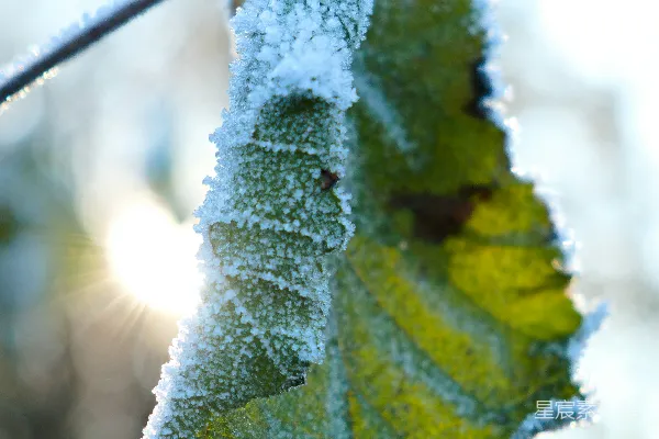 高清摄影 一片叶子覆盖在树枝上的雪中