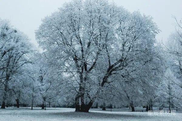 高清摄影 一棵覆盖着积雪的大树在公园里。