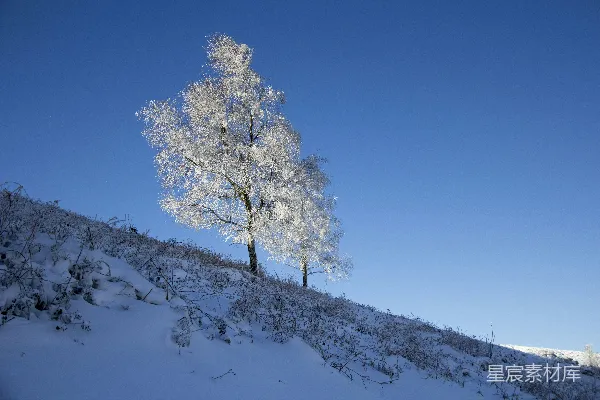 高清摄影 被雪覆盖的树