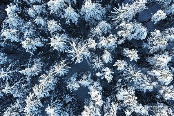 高清摄影 覆盖着积雪的森林的空中俯瞰图