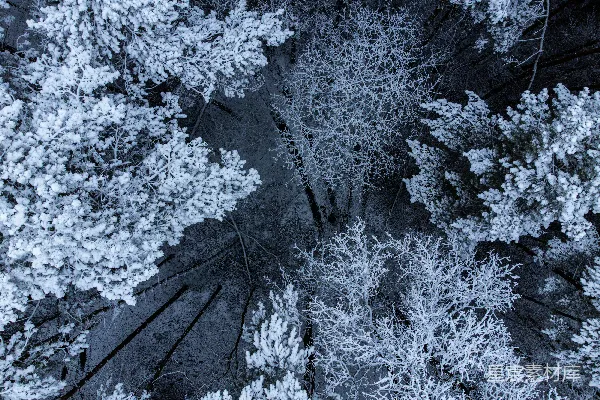 高清摄影 从高处看到被雪覆盖的松树。
