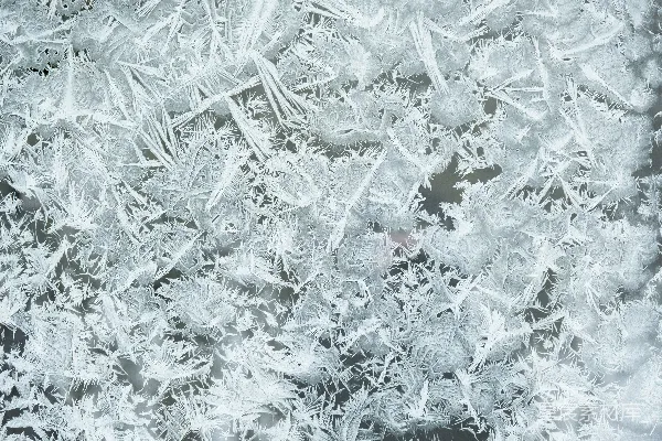 高清摄影 白枫叶和红枫叶