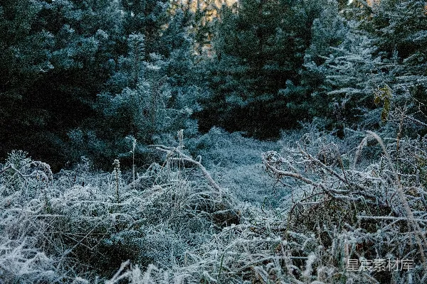 高清摄影 覆盖着霜雪的森林地面，背景中有松树。