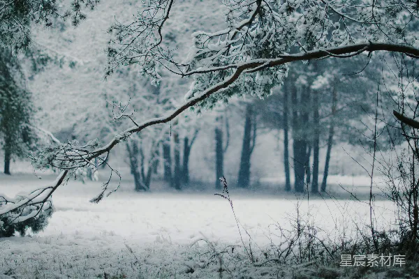 高清摄影 光秃秃的树上覆盖着雪