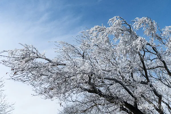 高清摄影 白雪覆盖的树枝映衬着明亮的蓝天
