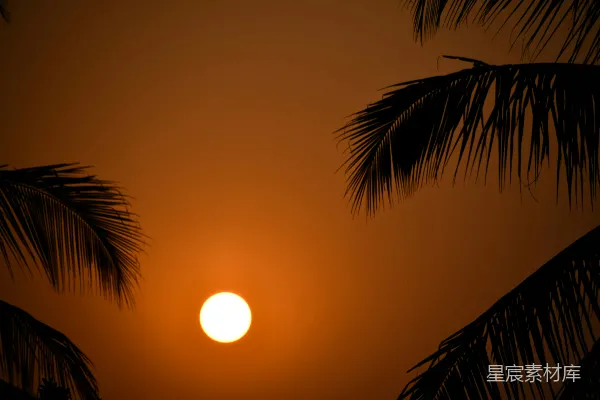 夕阳下的棕榈树