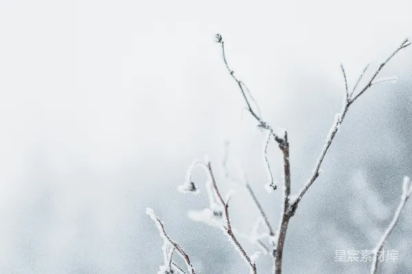 高清摄影 一棵没有叶子的小树在雪中