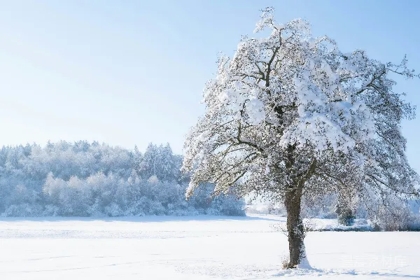 高清摄影 被雪覆盖的树在田野中，背景中还有其他树木。