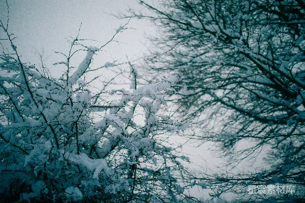 高清摄影 一棵被雪覆盖的树紧挨着一个路标。