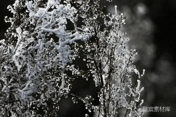 高清摄影 被冰雪覆盖的黑白植物。