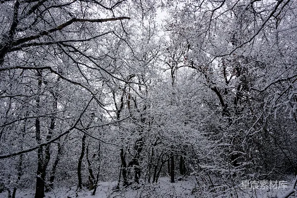 高清摄影 一个覆盖着雪的树林