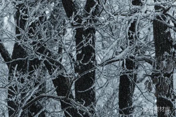 高清摄影 一张黑白照片，照片中的树木上覆盖着积雪。
